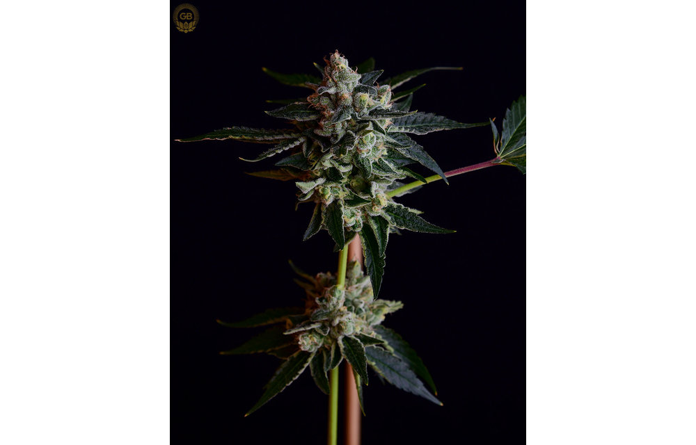 PGSC x Illusion OG Reg 21 pk