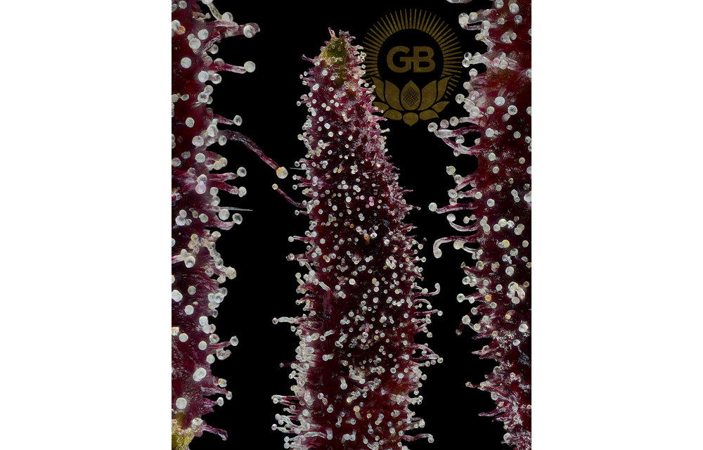 Purple Pakistani Chitral x SBSE078 Reg 11 pk