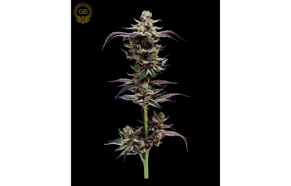 Purple Pakistani Chitral x SBSE078 Reg 11 pk
