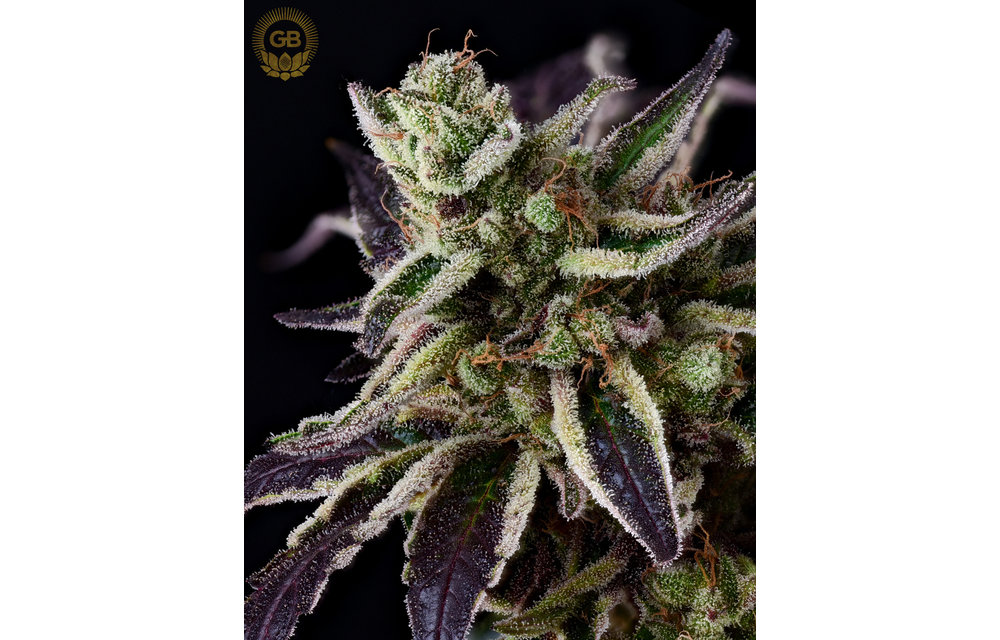 Purple Pakistani Chitral x SBSE078 Reg 11 pk