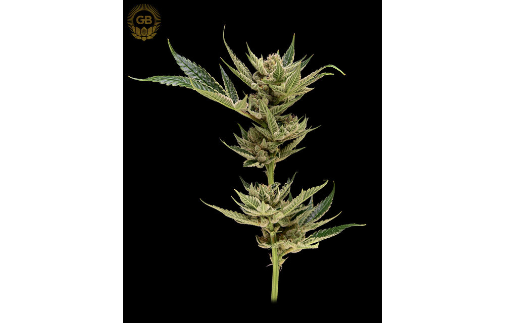 Purple Pakistani Chitral x Sour 78 Reg 11 pk