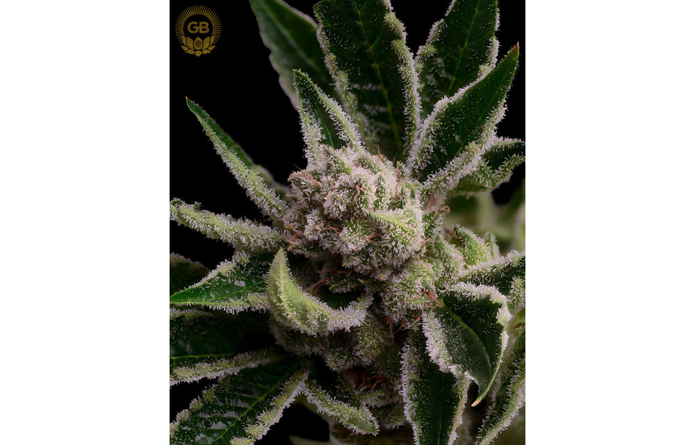 Purple Pakistani Chitral x Sour 78 Reg 11 pk