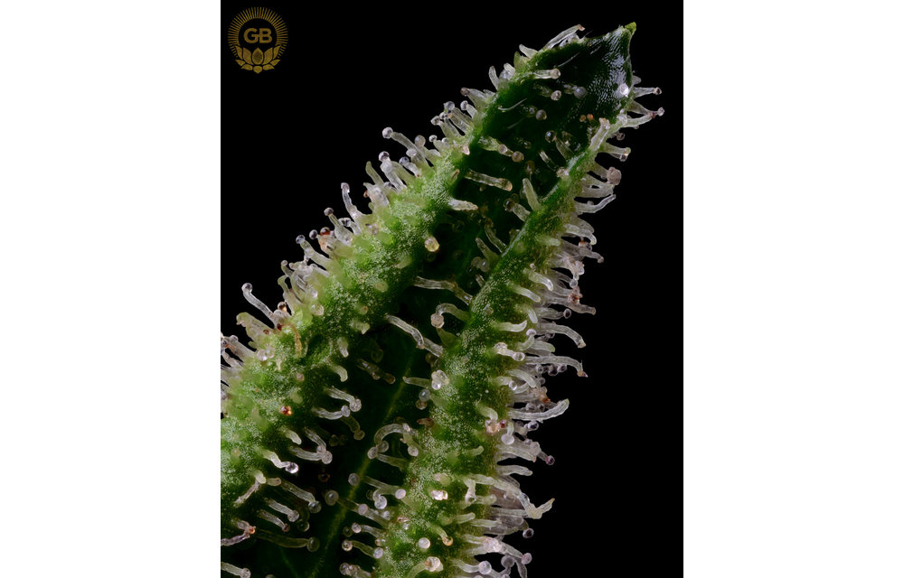 Purple Pakistani Chitral x Sour 78 Reg 11 pk