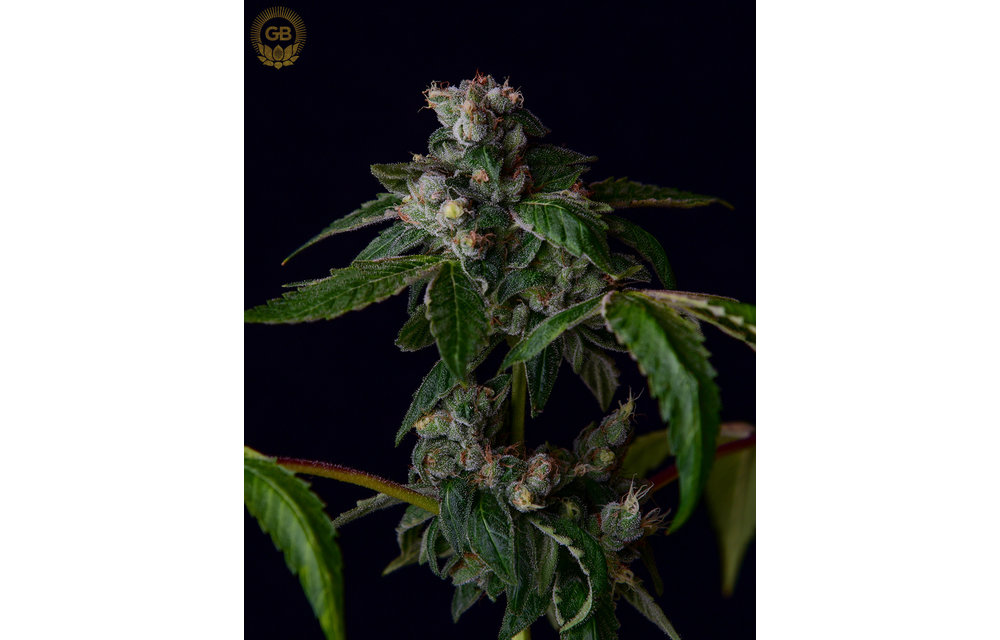 SBSE x Ancient OG Reg 21 pk