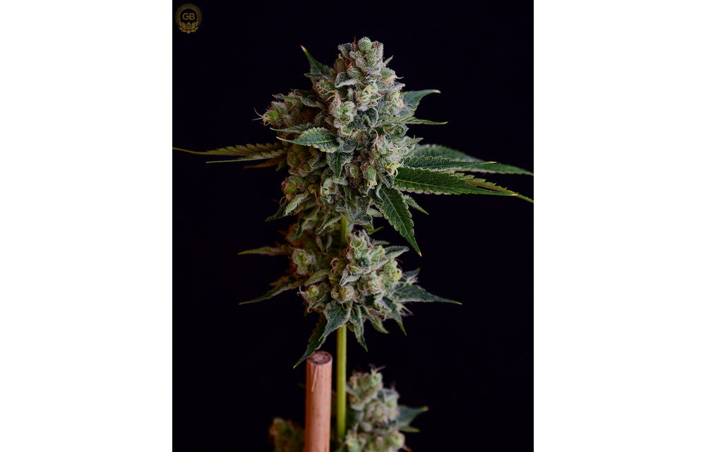 Tenzin Kush #2 x Illusion OG Reg 21 pk