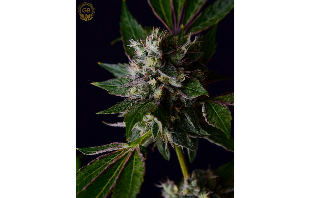 Tenzin Kush #4 x Ancient OG Reg 21 pk
