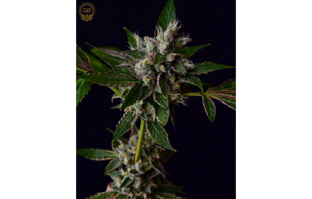 Tenzin Kush #4 x Ancient OG Reg 21 pk