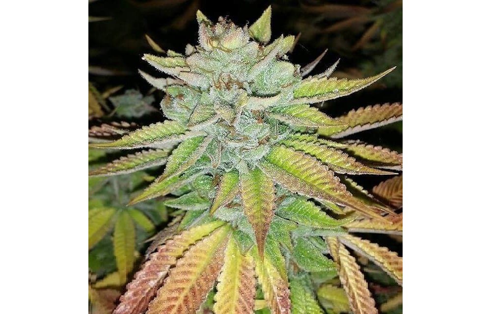 Tha Melon Reg 12 pk