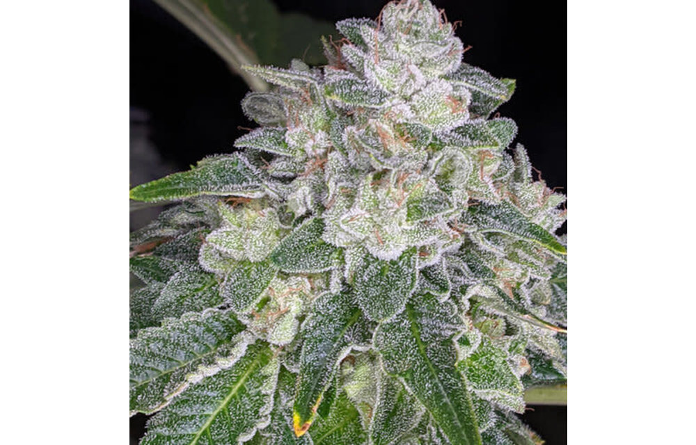 Girl Crush Fem 6 pk