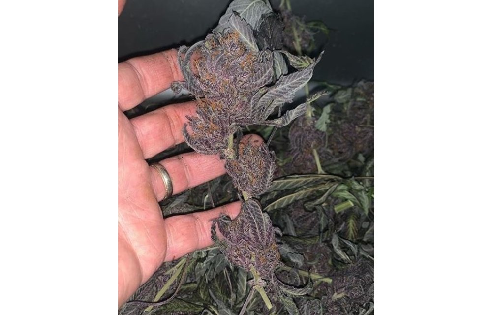 BCCCC Reg 10 pk