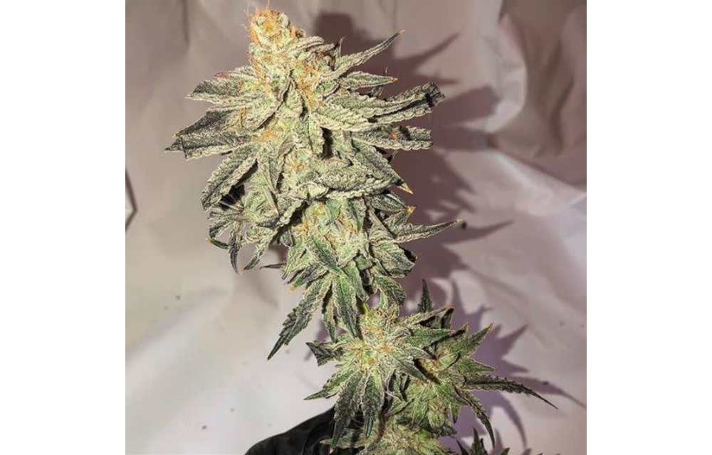 Grape Pie Cut Reg 10pk