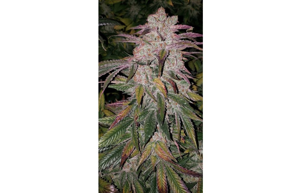 Purple Thai Auto Fem 10 pk