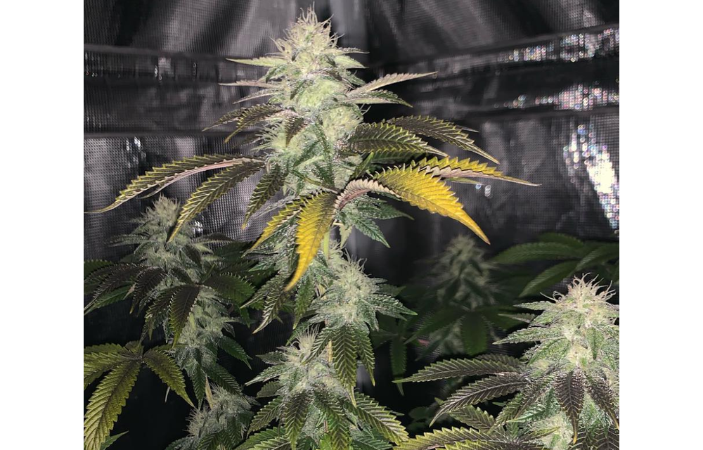 Forbidos Fem 10pk