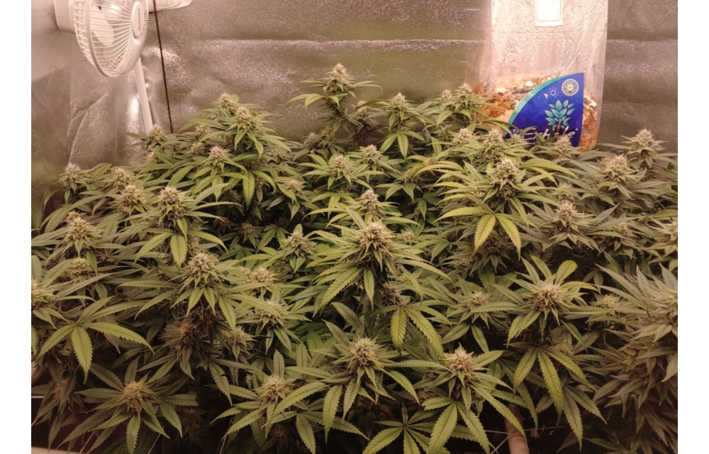Skunk Leroy Reg 12 pk