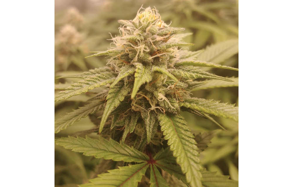 Skunk Leroy Reg 12 pk
