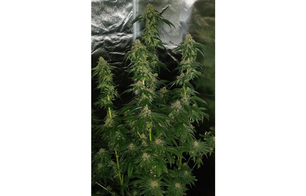 Strawberry Sunrise Reg 10 pk