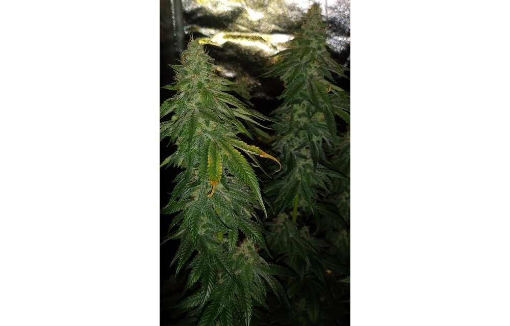 Strawberry Sunrise Reg 10 pk