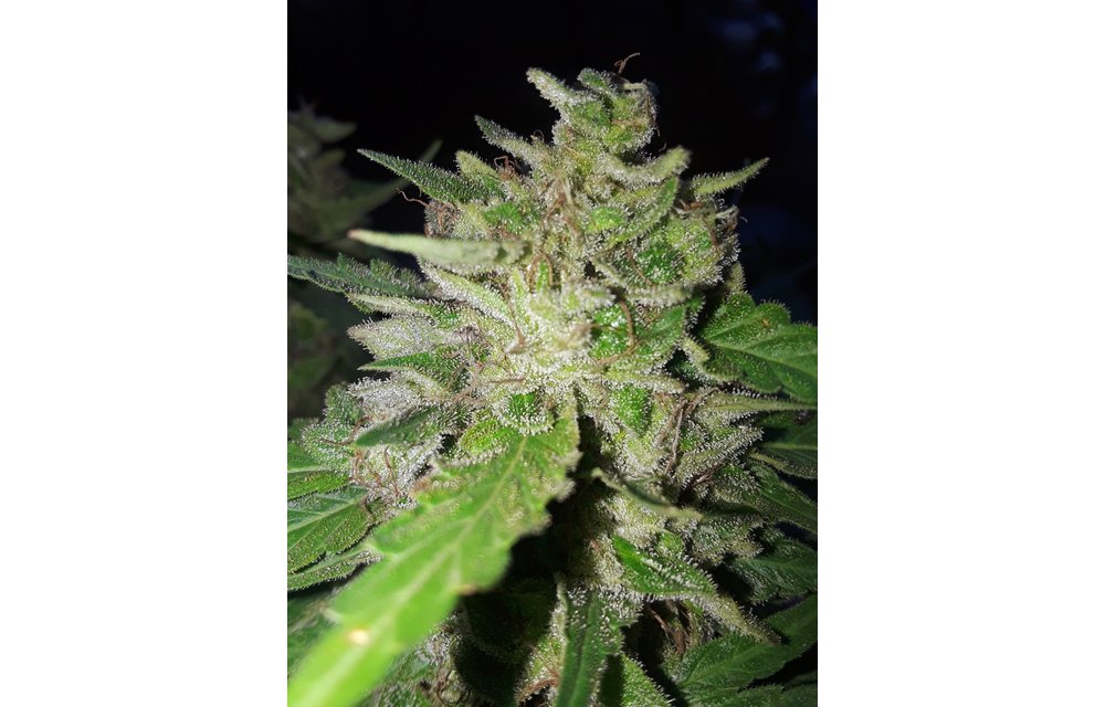 Barack Kush Reg 12 pk