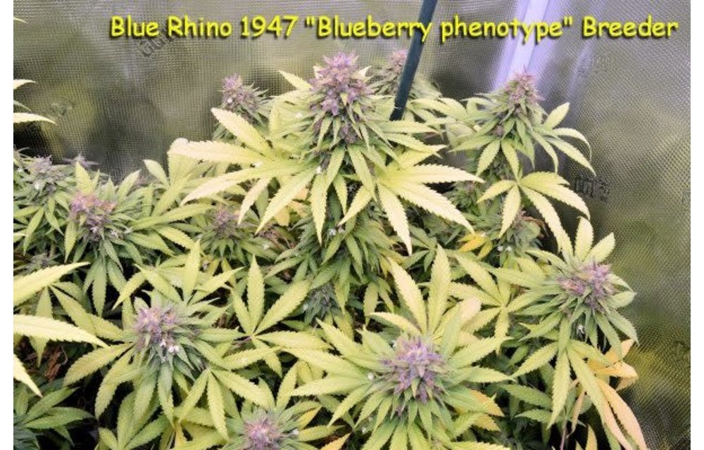 Blue Rhino 1947 Reg 10 pk