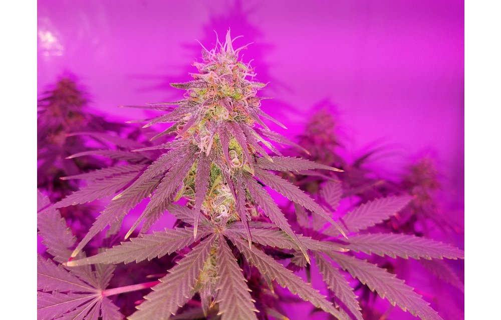 Black Poison Skunk Reg 10 pk