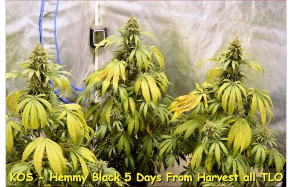 Hemmy Black Reg 10 pk