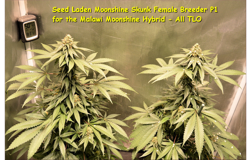 Malawi Moonshine Reg 10 pk