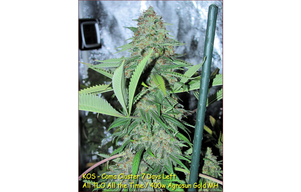 Coma Cluster Reg 10 pk