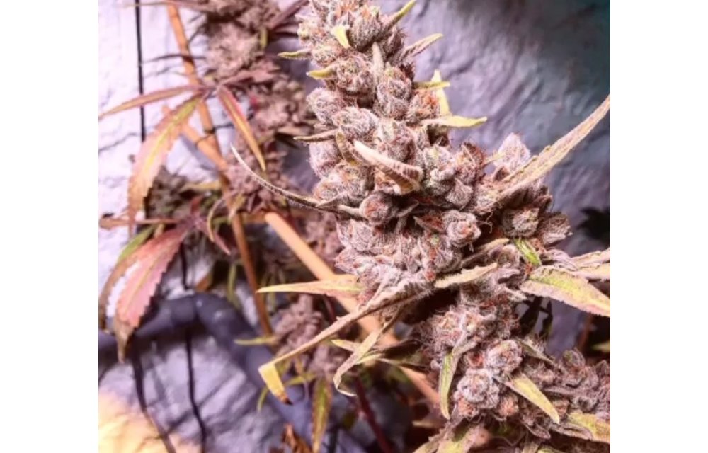 High CBD Remedy Fem 5 pk