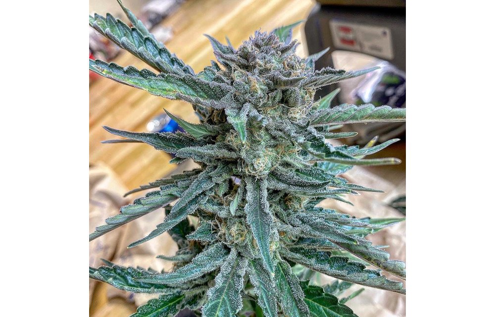 Bobby's Widow Auto Reg 10 pk