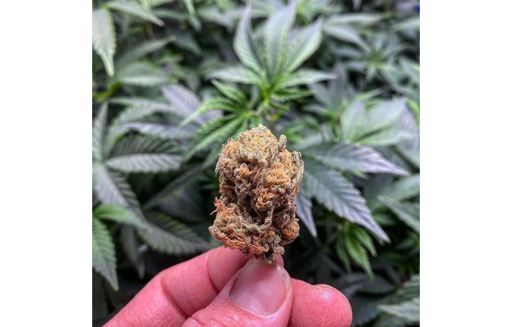 Bobby's Widow Auto Reg 10 pk