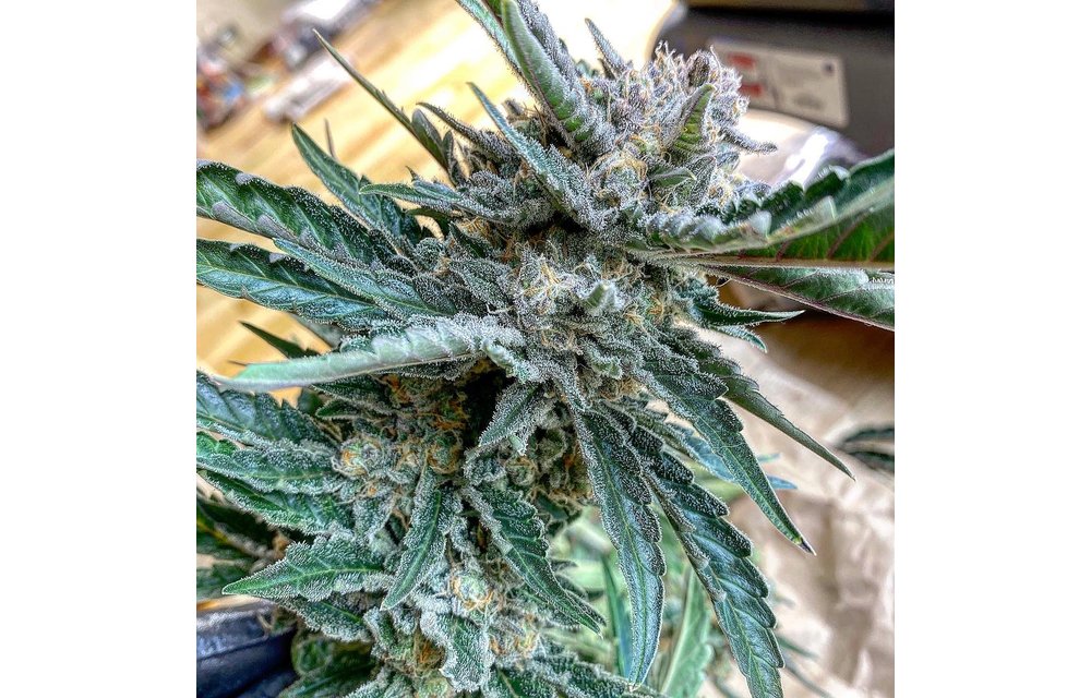 Bobby's Widow Auto Reg 10 pk
