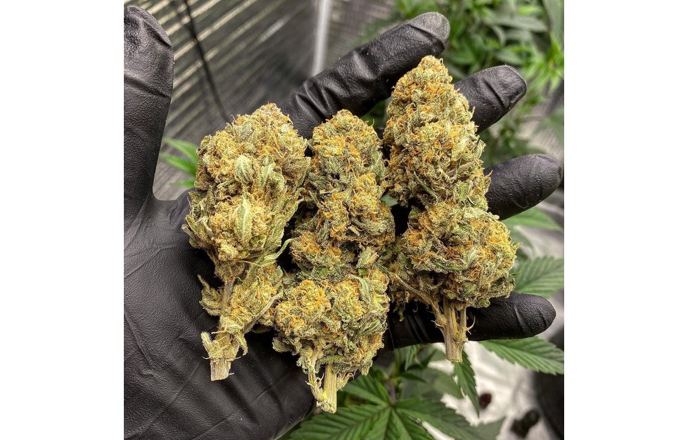 Bobby's Widow Auto Reg 10 pk