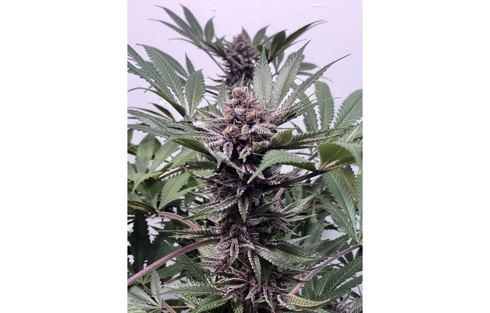 Purple Afghani Kush S1 Fem 6 pk