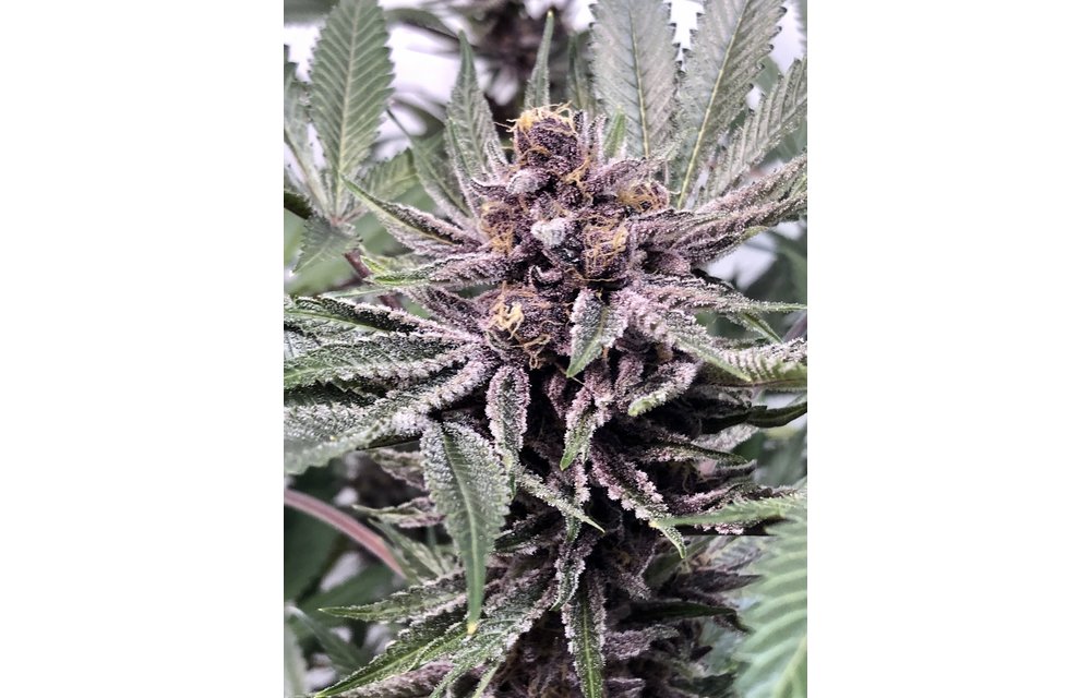 Purple Afghani Kush S1 Fem 6 pk