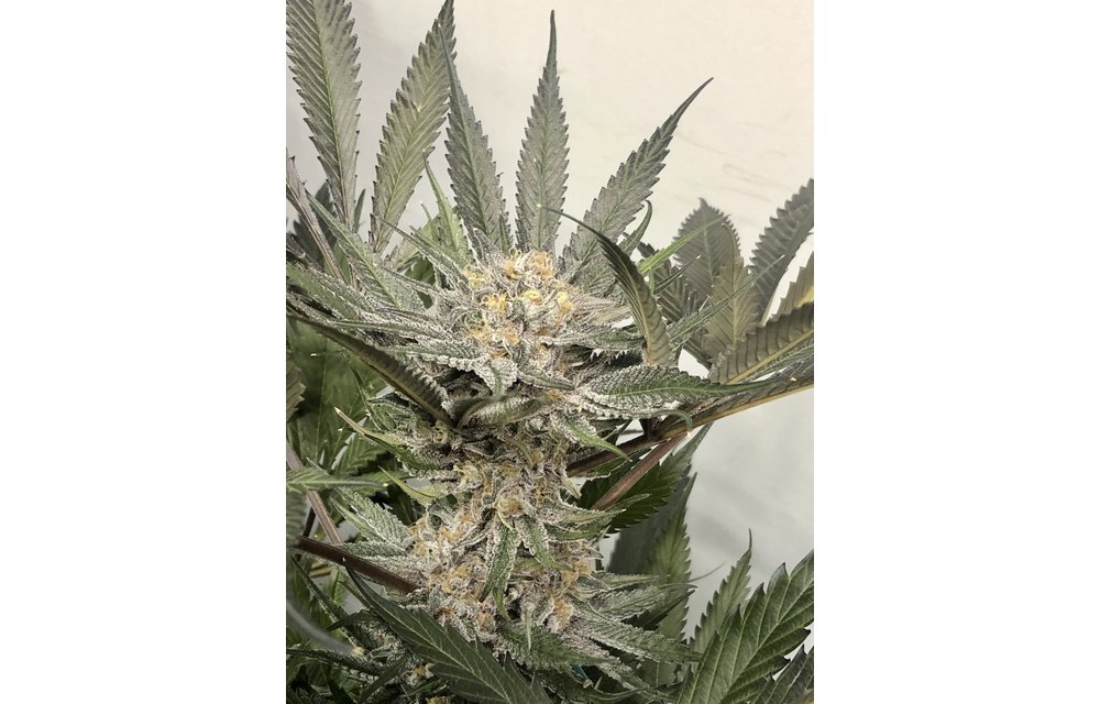 Purple Gihad Fem 6 pk