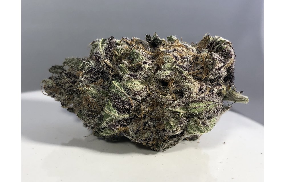 Purple Gihad Fem 6 pk