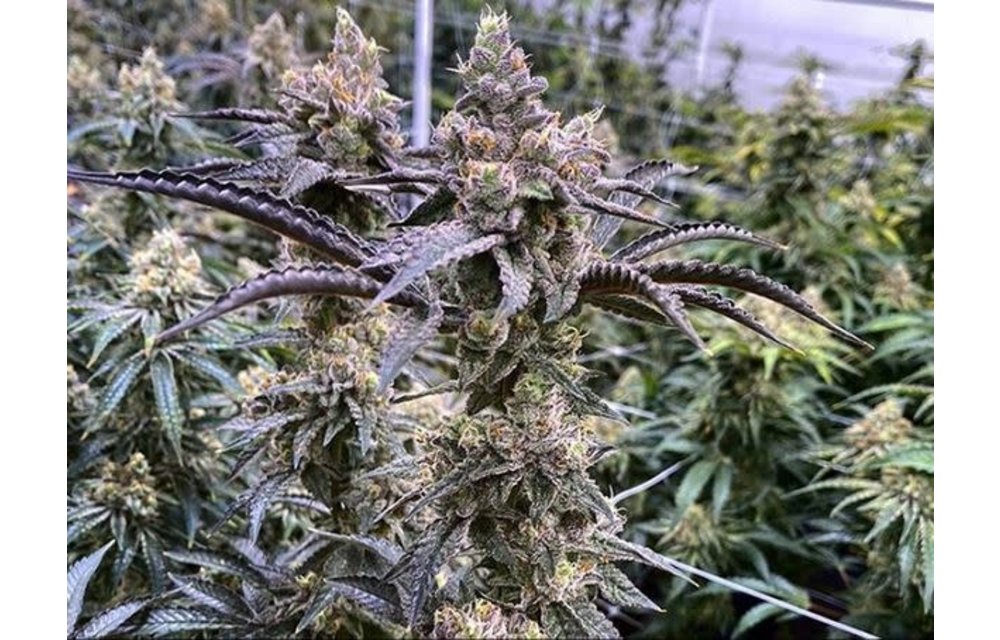Truffle Monkey Reg 10 pk