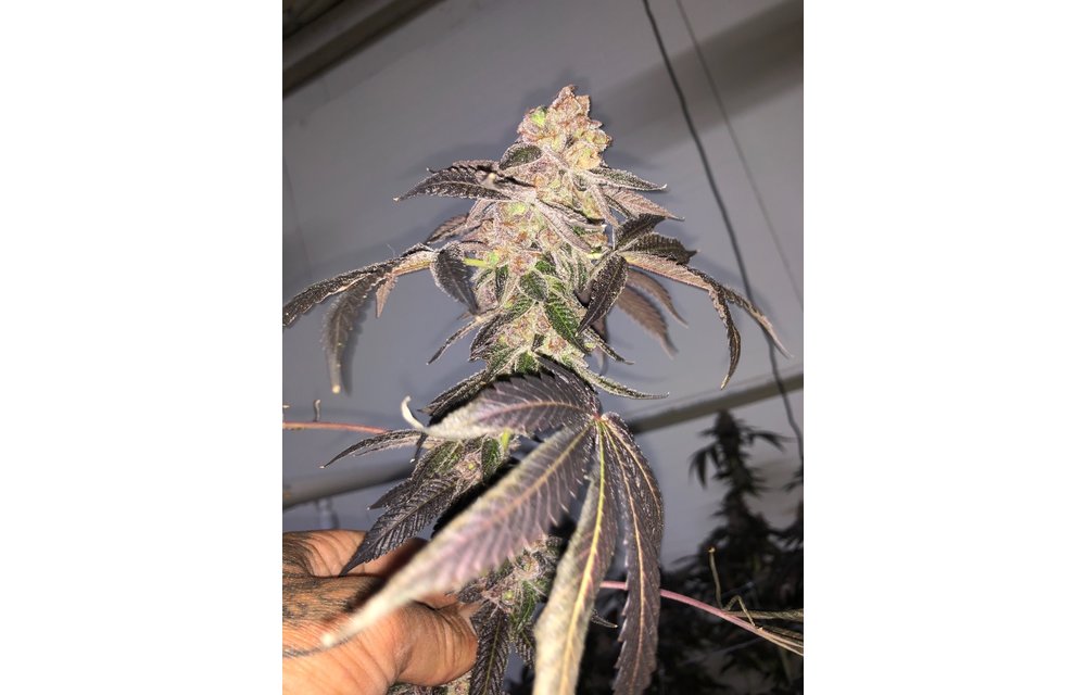 Biskit Fem 8 pk