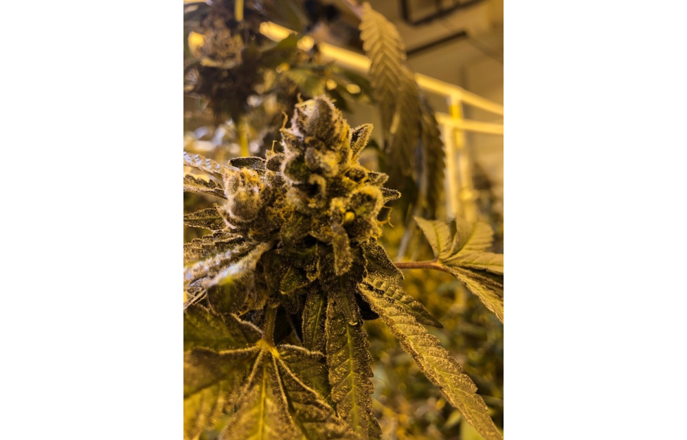 Dayger Fem 8 pk