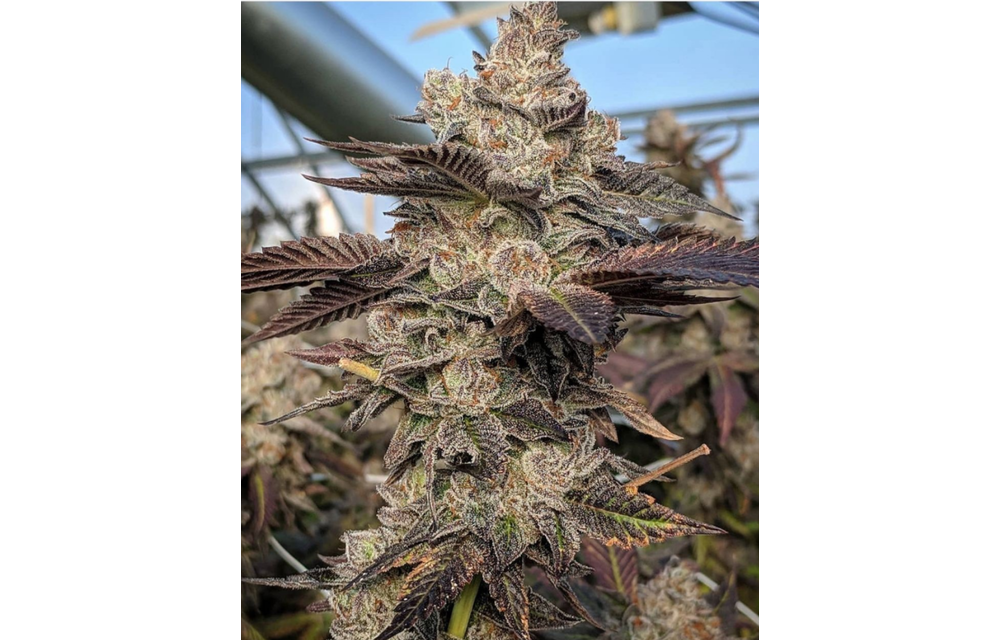 Gelato S1 Fem 8 pk