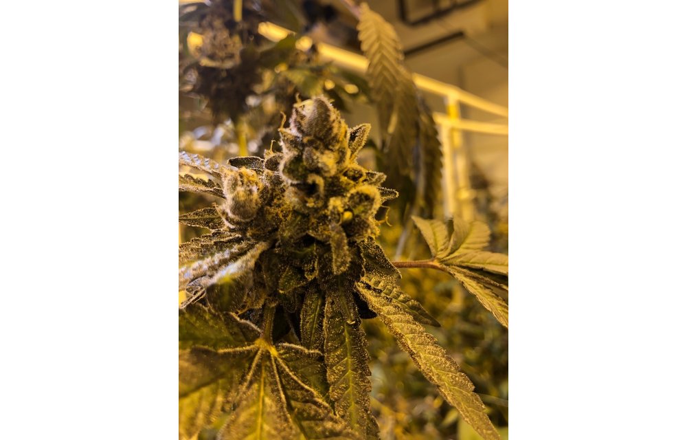 Rager Fem 8 pk