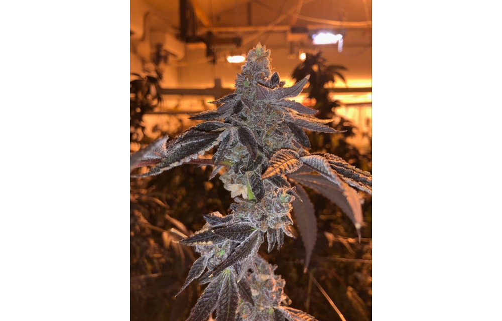 Snak Fem 8 pk
