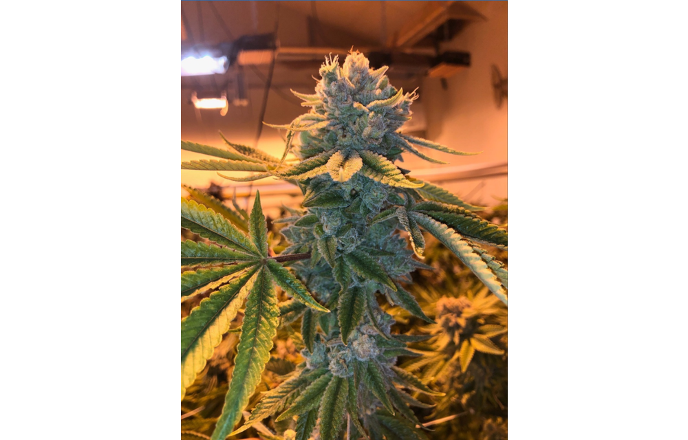 Waves Fem 8 pk