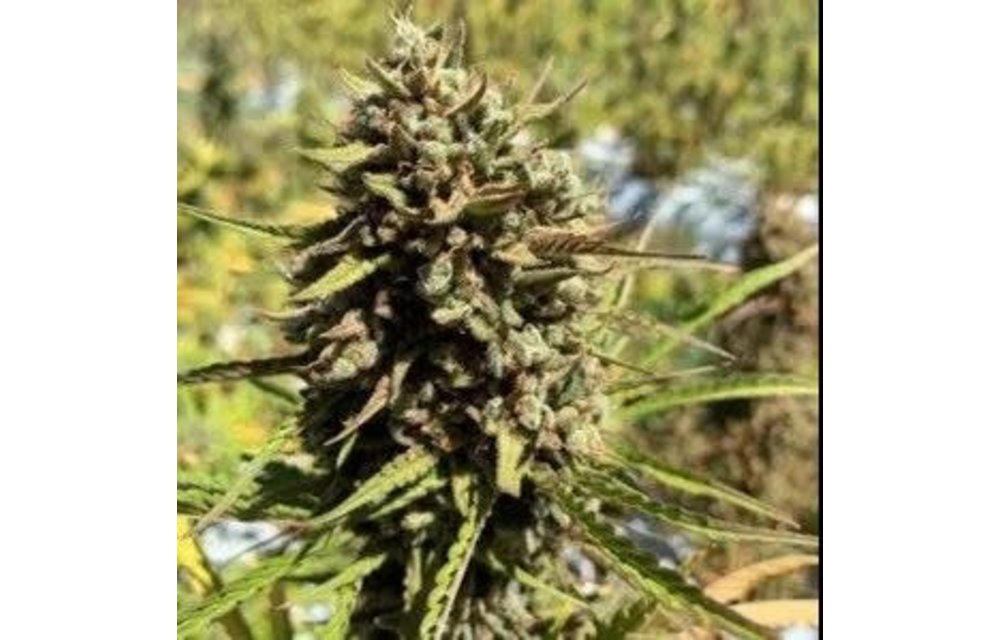 Cheese-Sus Christ Auto Fem 5 pk