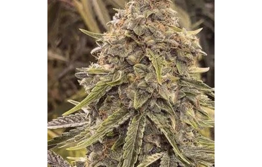 Skywalker OG BX1 Auto-Fem 5 pk