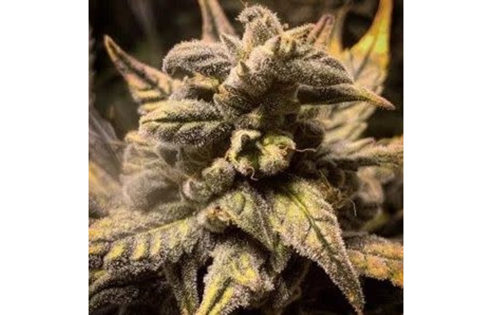Frosted Skywalker Auto Fem 5 pk