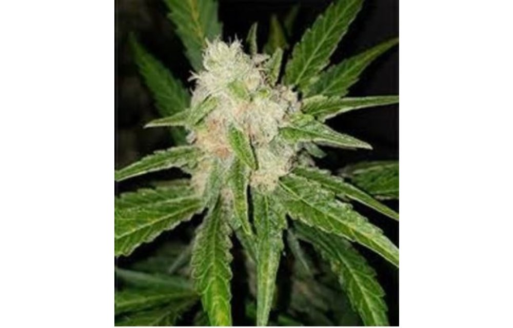 Iced Coffee Kush Auto Fem 12 pk