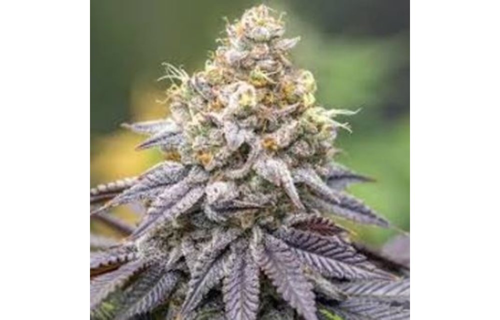Orange Pound Cake Auto Fem 12 pk