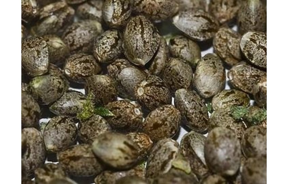 Trench Buddy Auto Fem 12 pk
