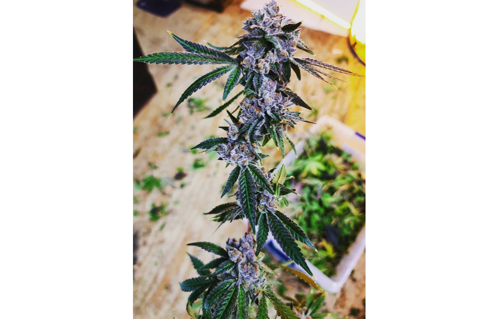 Blue Java Fem 10 pk